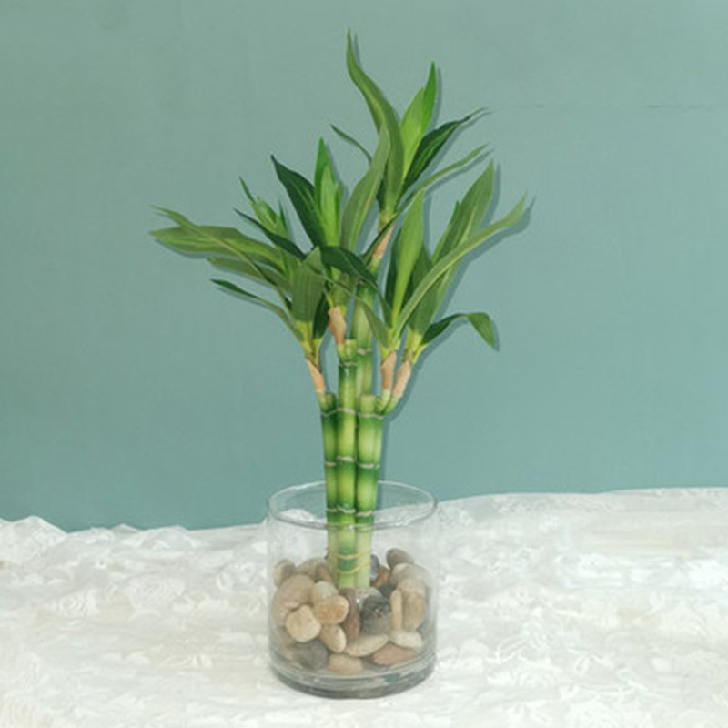 نبات البامبو الصناعي الجديد بط - مراجعة Snake Plant وسعره