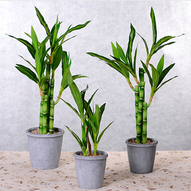 نبات البامبو الصناعي الجديد بط - مراجعة Snake Plant وسعره