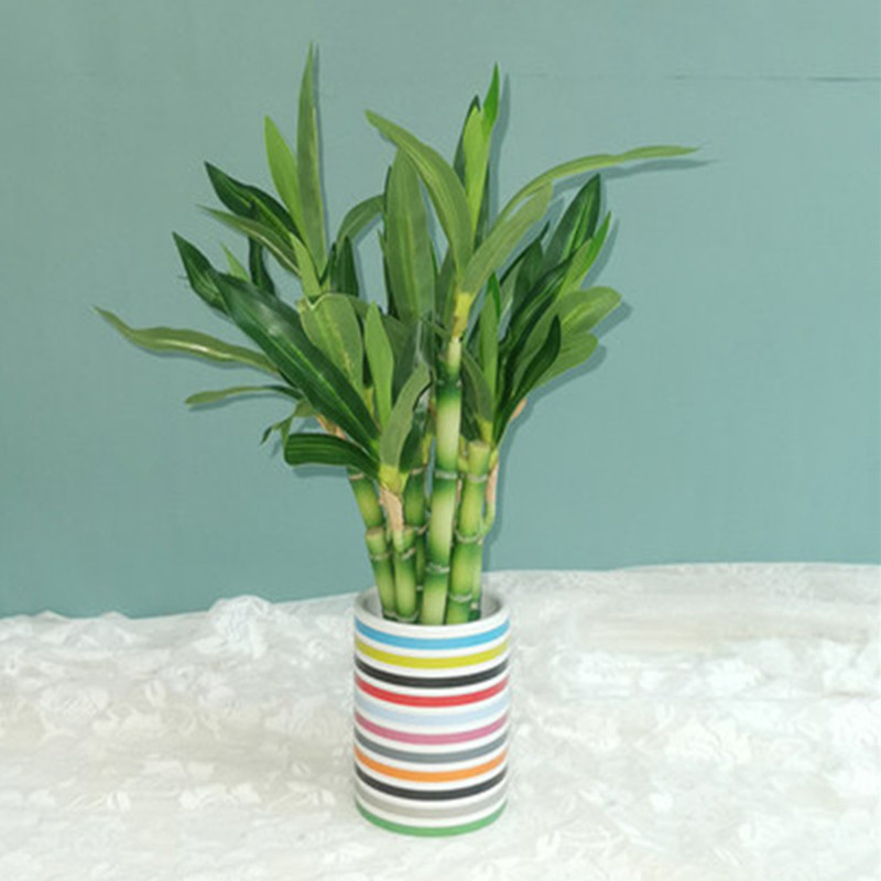 نبات البامبو الصناعي الجديد بط - مراجعة Snake Plant وسعره