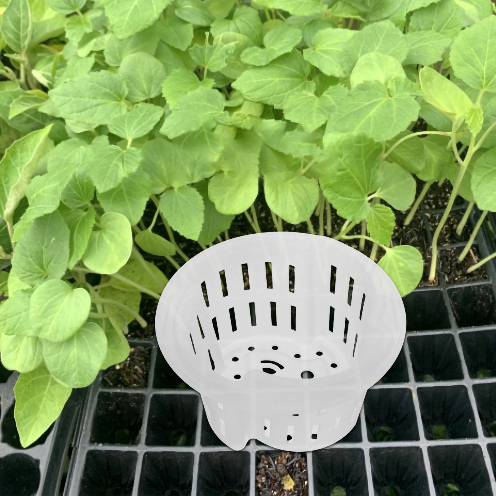 4 قطع من شبكات التحكم في الجذو - مراجعة Indoor Plants وسعره