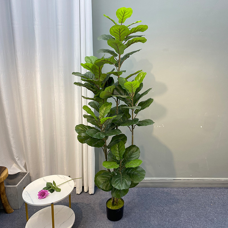 59in كبير اللبخ شجرة النباتات  - مراجعة Fiddle Leaf Fig وسعره