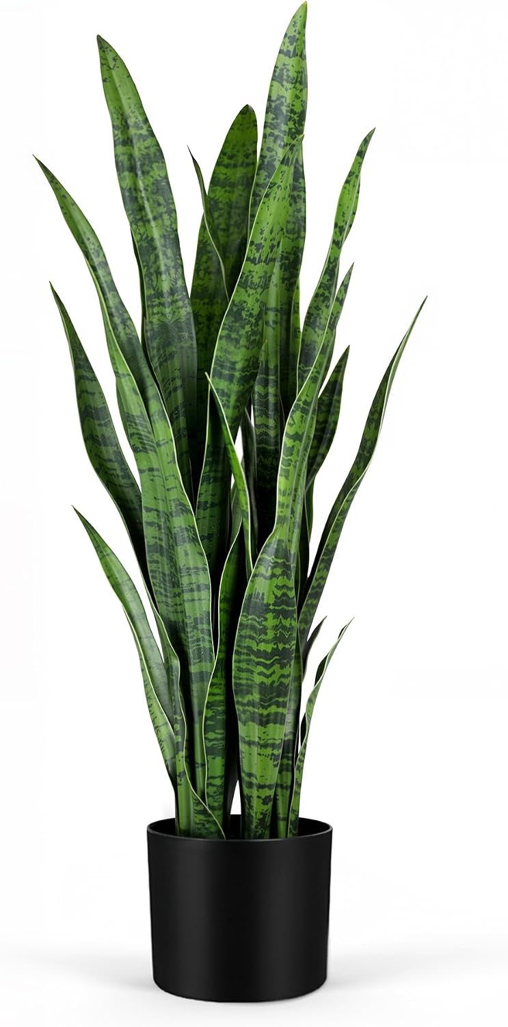 نبتة أفعى صناعية، نبات سانسيفي - مراجعة Snake Plant وسعره