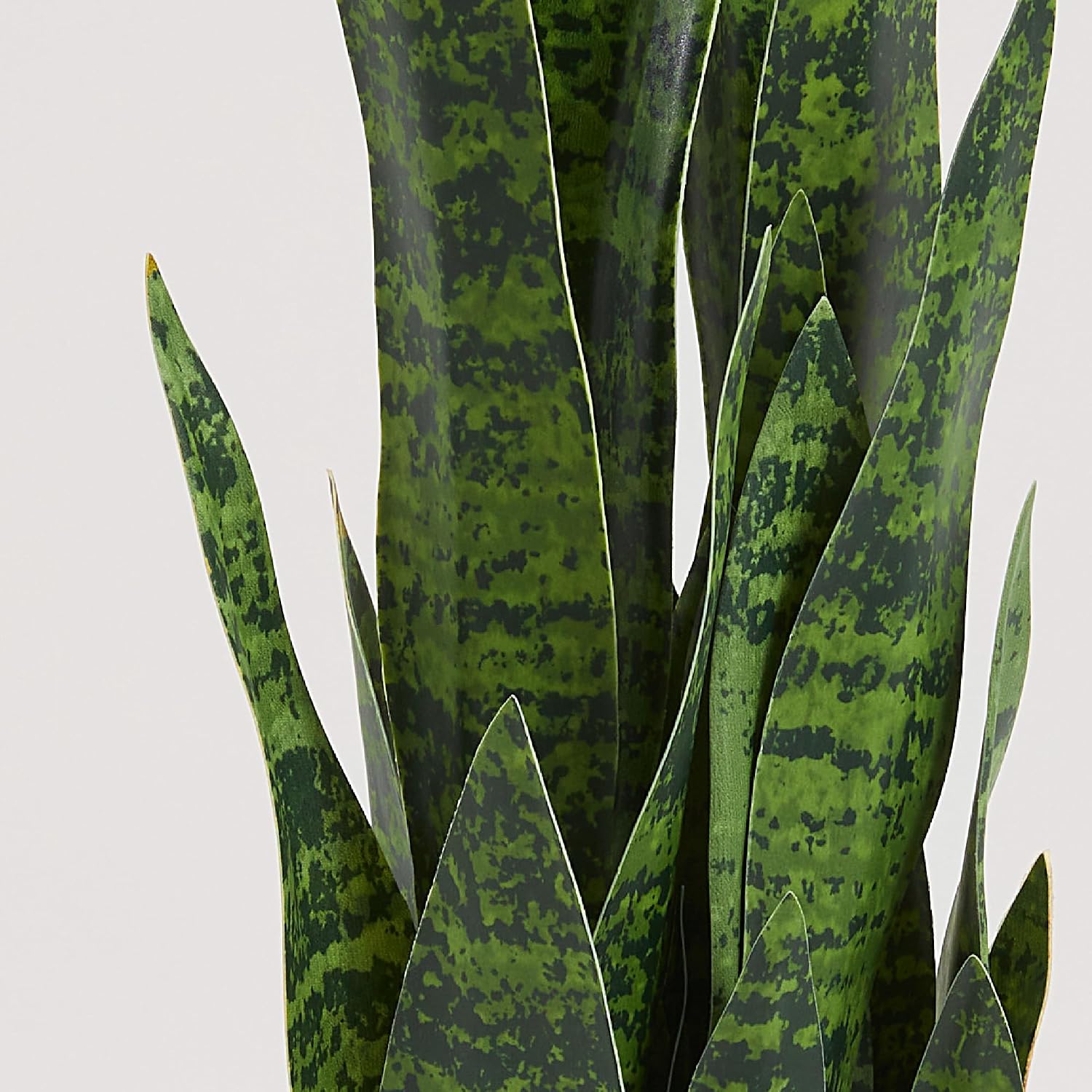نبتة أفعى صناعية، نبات سانسيفي - مراجعة Snake Plant وسعره