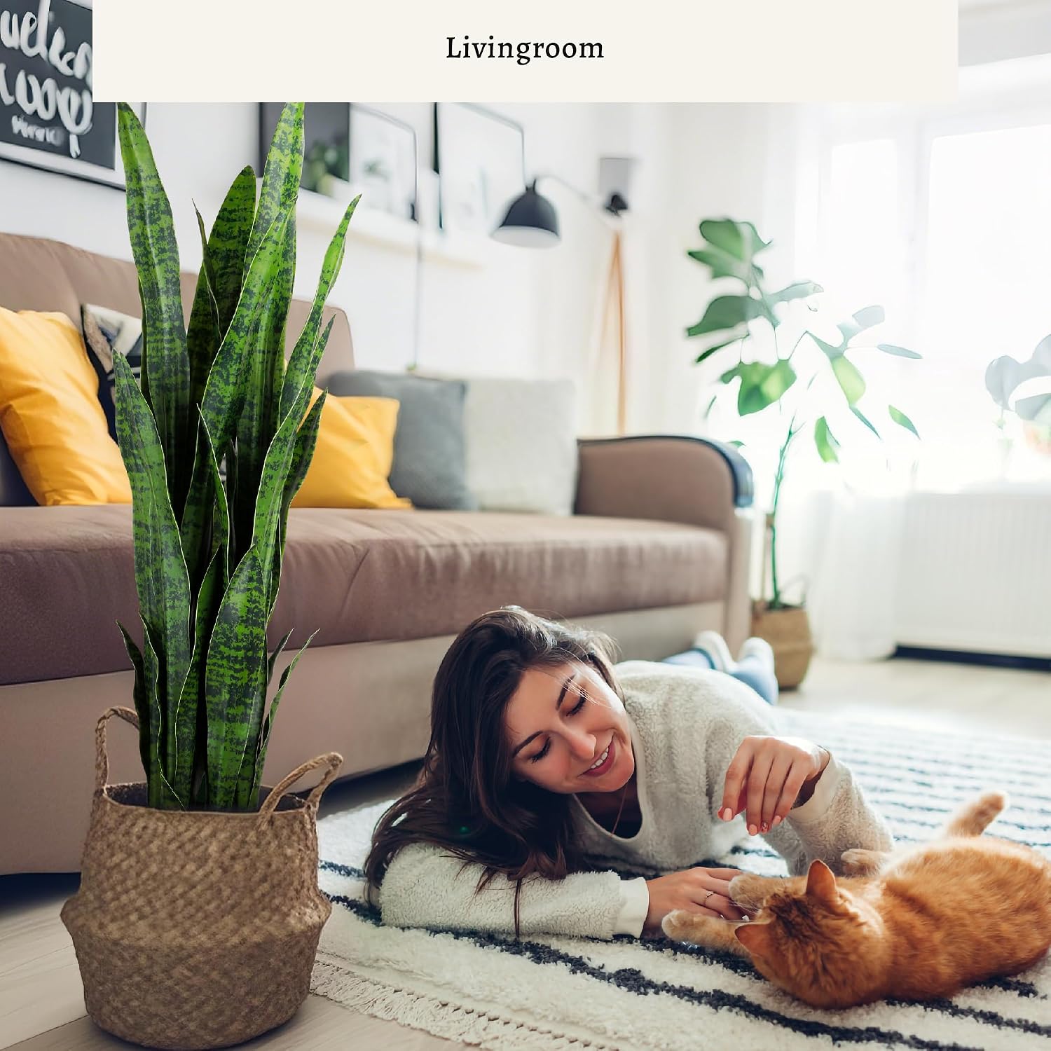 نبتة أفعى صناعية، نبات سانسيفي - مراجعة Snake Plant وسعره