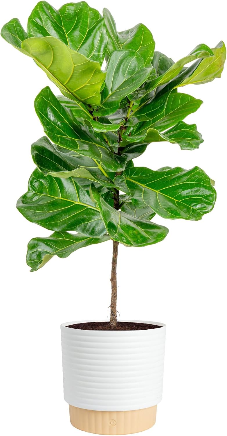 شجرة التين ذات الأوراق المتموج - مراجعة Fiddle Leaf Fig وسعره