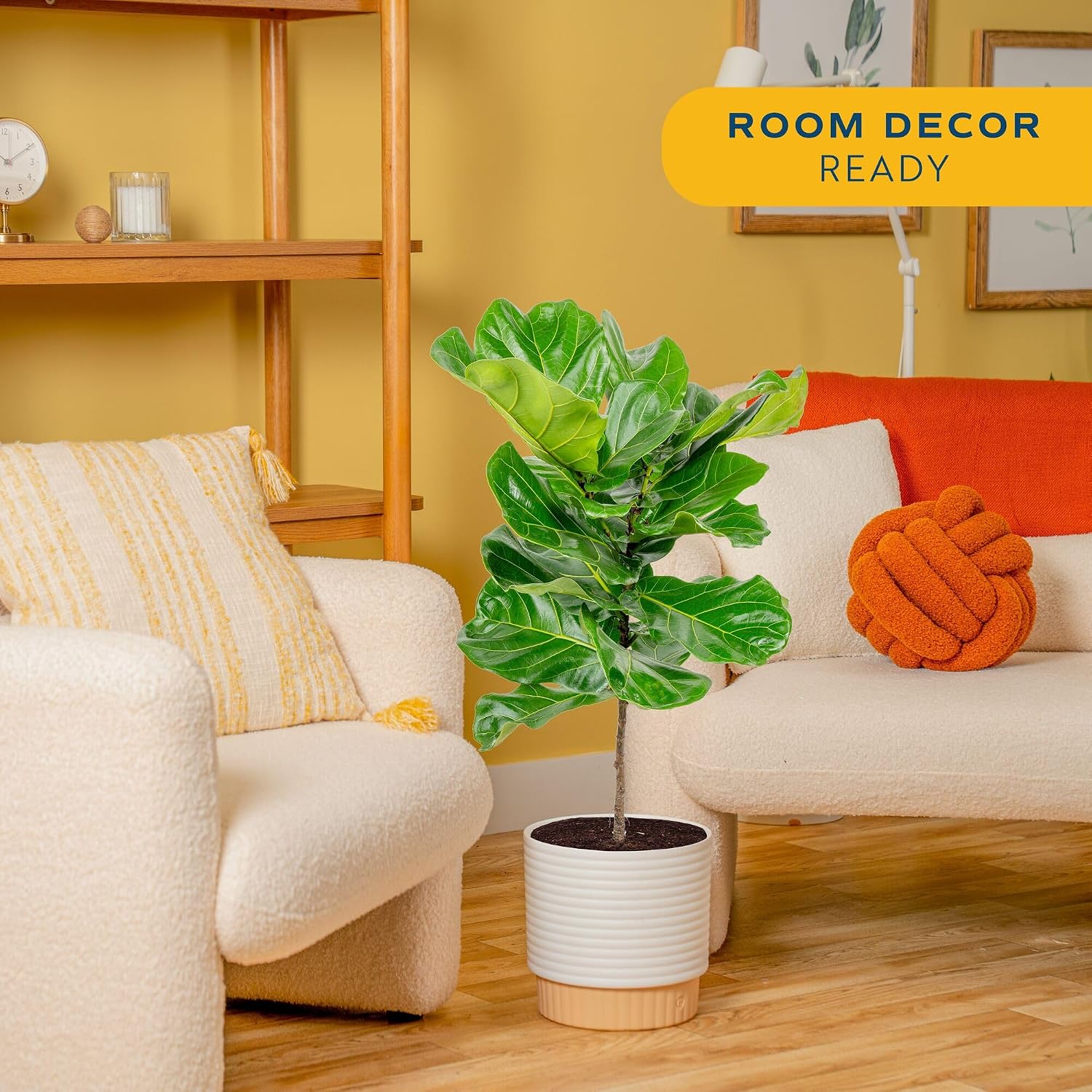 شجرة التين ذات الأوراق المتموج - مراجعة Fiddle Leaf Fig وسعره