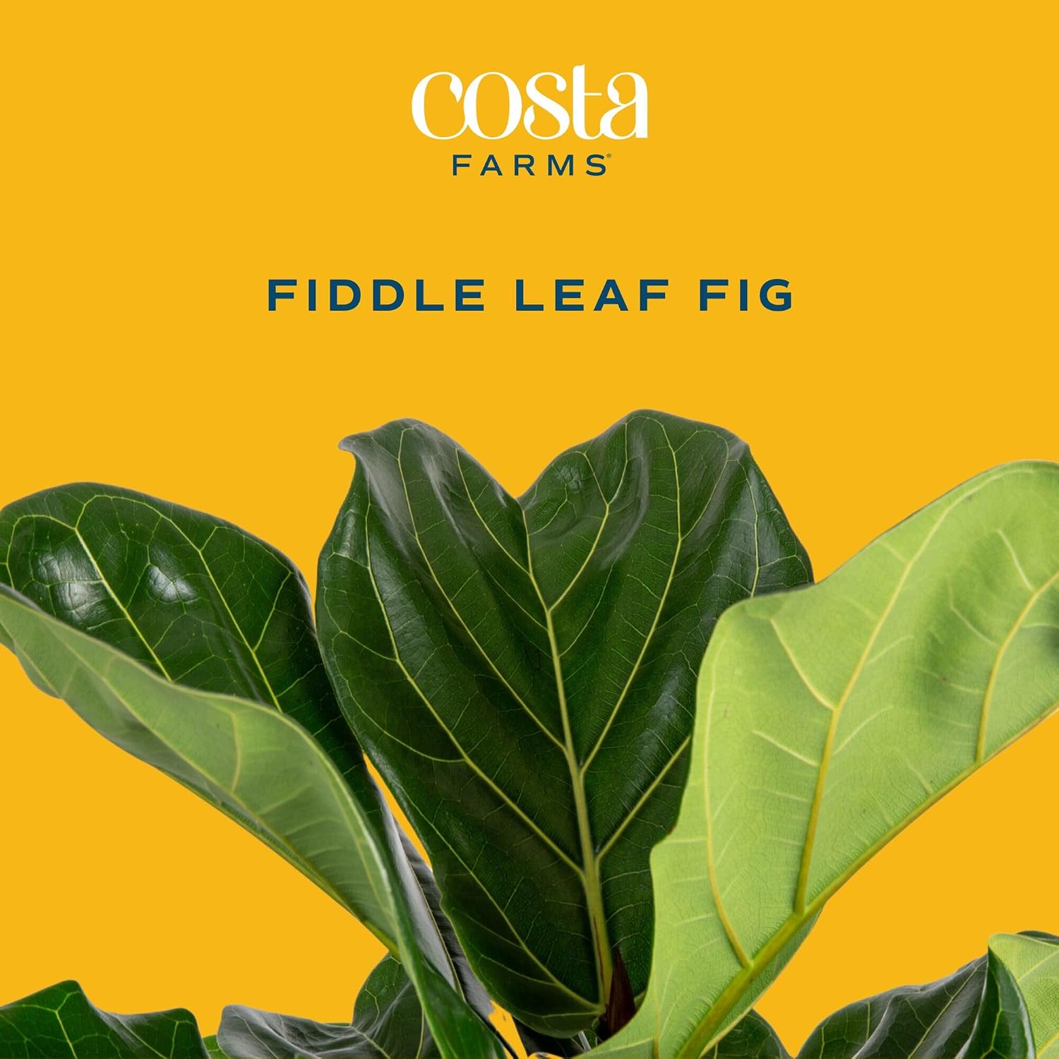 شجرة التين ذات الأوراق المتموج - مراجعة Fiddle Leaf Fig وسعره