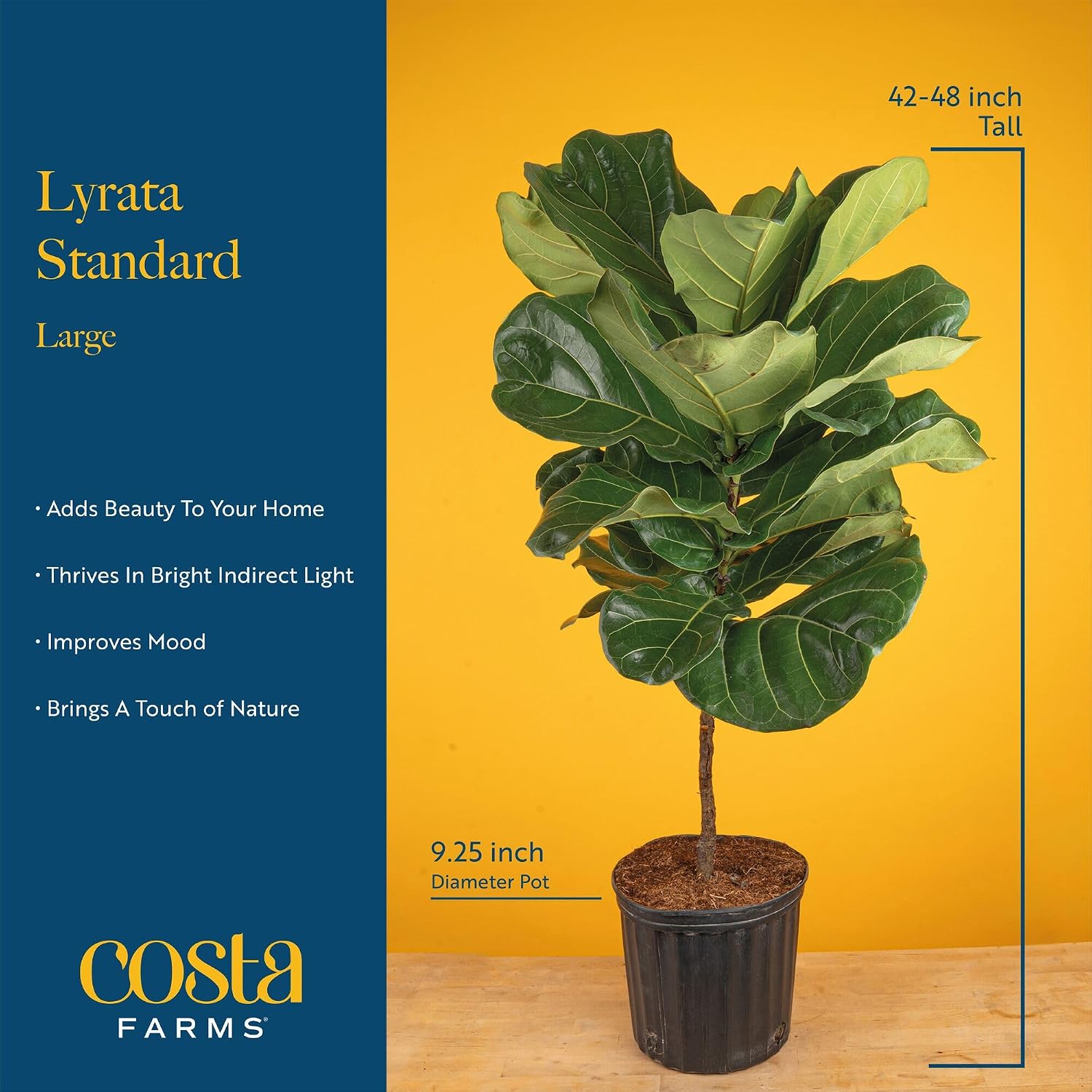شجرة التين ذات الأوراق المتموج - مراجعة Fiddle Leaf Fig وسعره