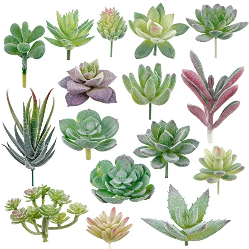 10/20 قطعة نباتات عصارية خضراء - مراجعة Snake Plant وسعره